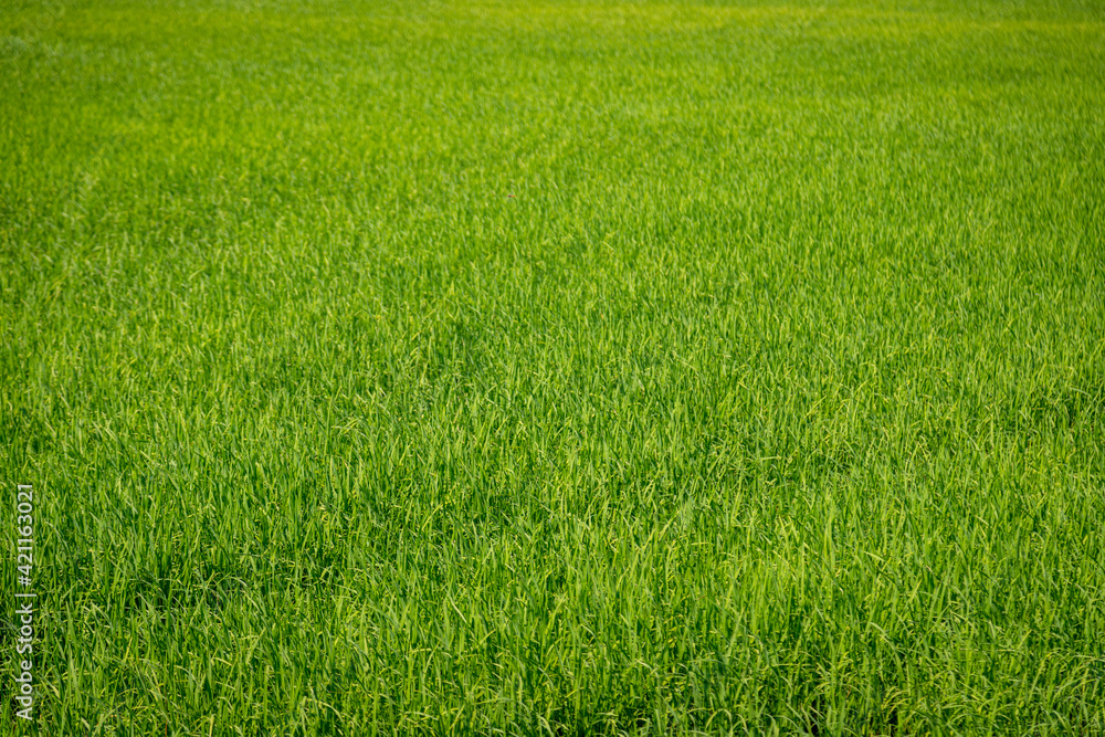 landscape rice green field agriculture landscape rice green field agriculture