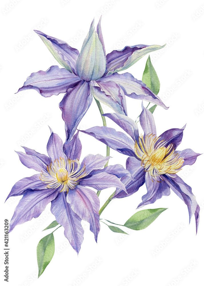 Purple clematis on a white background. Watercolor botanical illustration Purple clematis on a white background. Watercolor botanical illustration