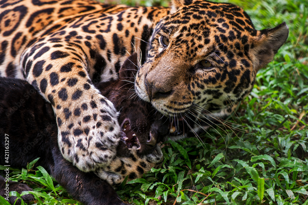 Jaguar photographed in captivity in Goias. Midwest of Brazil. Cerrado Biome. Picture made in 2015. Jaguar photographed in captivity in Goias. Midwest of Brazil. Cerrado Biome. Picture made in 2015.