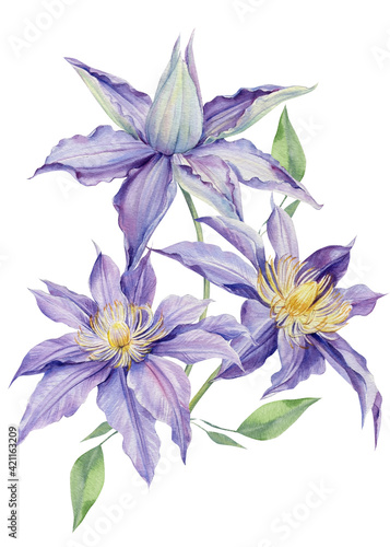 Purple clematis on a white background. Watercolor botanical illustration © Hanna