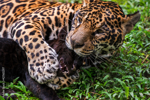 Jaguar photographed in captivity in Goias. Midwest of Brazil. Cerrado Biome. Picture made in 2015. © Leonardo