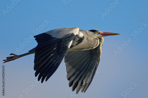 Fotografie Grey heron (Ardea cinerea)