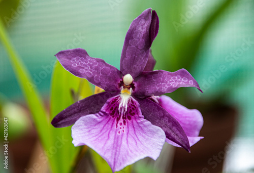 Speckled Purple Flower of the Miltonia Orchid