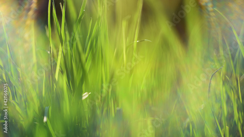 young fresh tall green grass in the sun  soft beautiful blur  summer sunny day