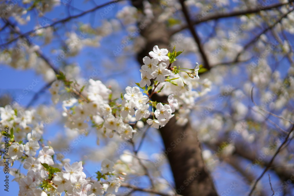 春に咲く桜