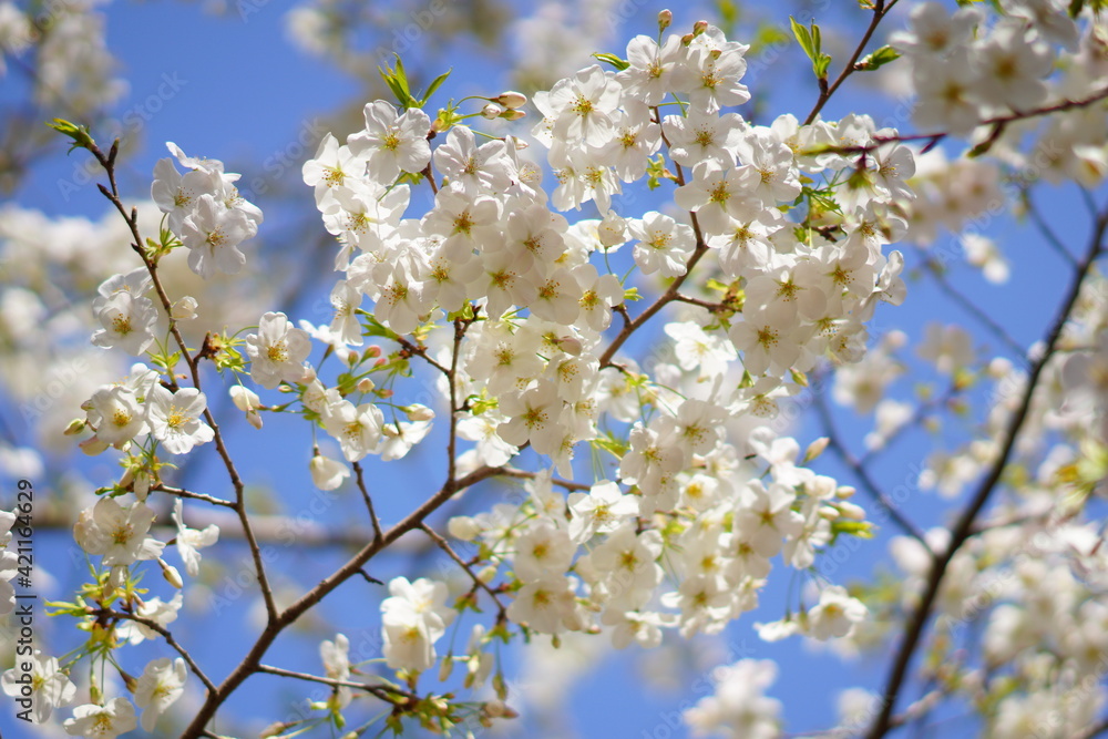 春に咲く桜