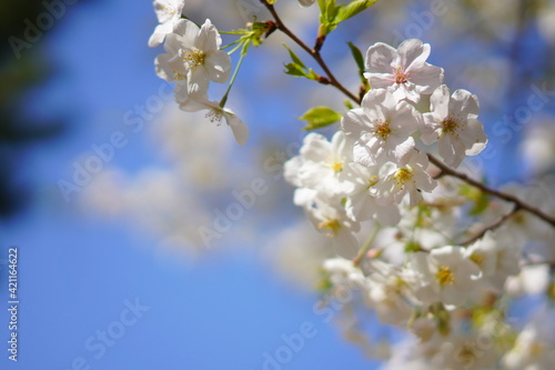 春に咲く桜