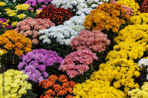 Prepared for sale at a street fair, bright autumn flowers are housed in large boxes. Amazing autumn colors.