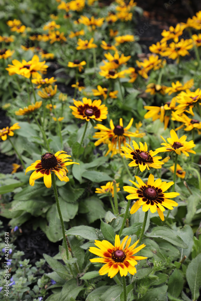 Echinacea flower also know as Cone Daisy presented in pots on shelf Echinacea flower also know as Cone Daisy presented in pots on shelf