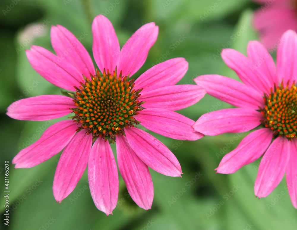 Echinacea flower also know as Cone Daisy presented in pots on shelf Echinacea flower also know as Cone Daisy presented in pots on shelf