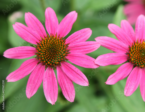 Echinacea flower also know as Cone Daisy presented in pots on shelf