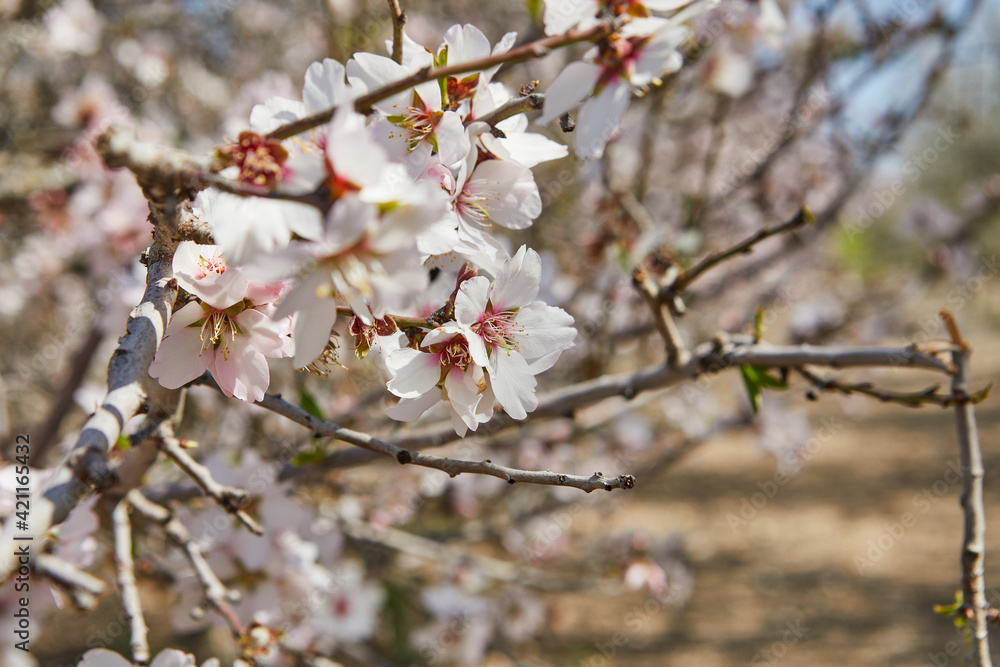 Blooming almond trees in early spring in Israel Blooming almond trees in early spring in Israel