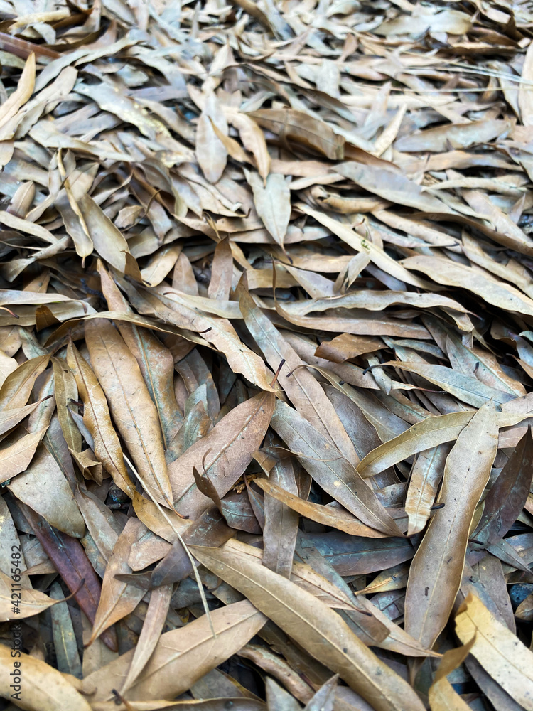 Dry fallen autumn leaves oh the ground Dry fallen autumn leaves oh the ground