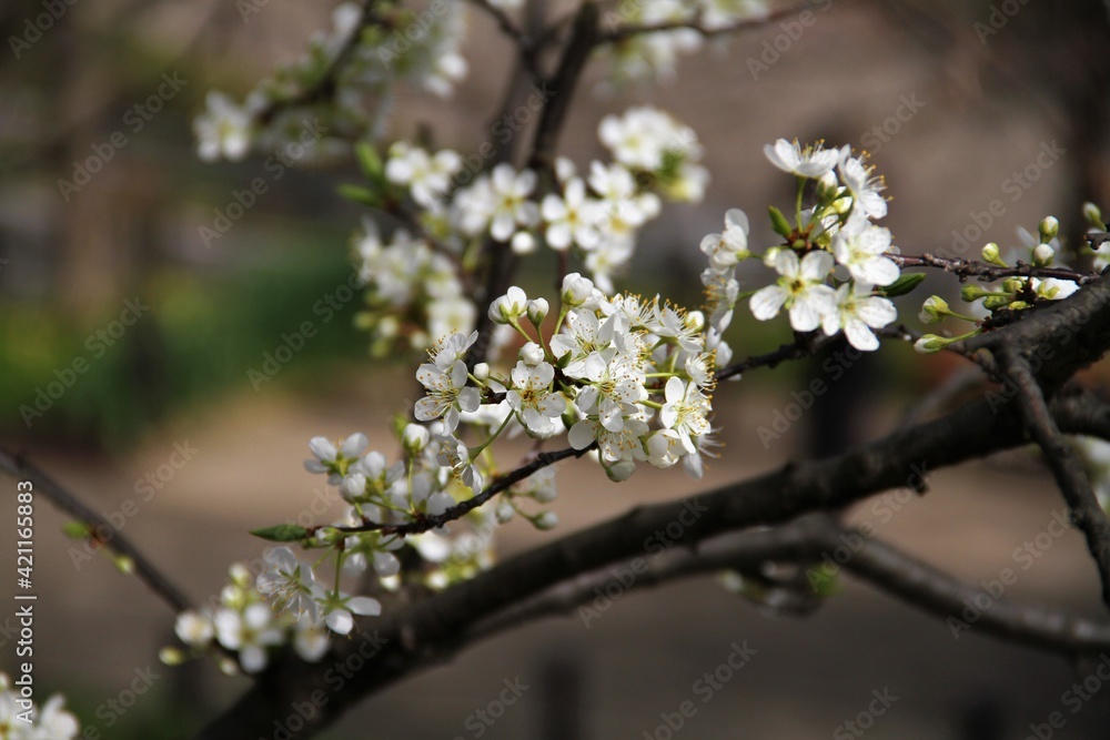 すももの花 すももの花