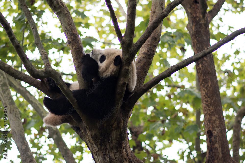 Obraz premium Panda on a tree, Chengdu Research Base of Giant Panda Breeding, China.