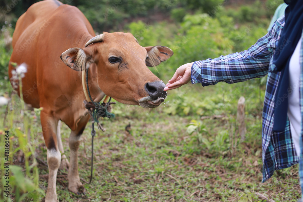 Male farmer feeding her cow ox in the field, beef farm agriculture industry Male farmer feeding her cow ox in the field, beef farm agriculture industry