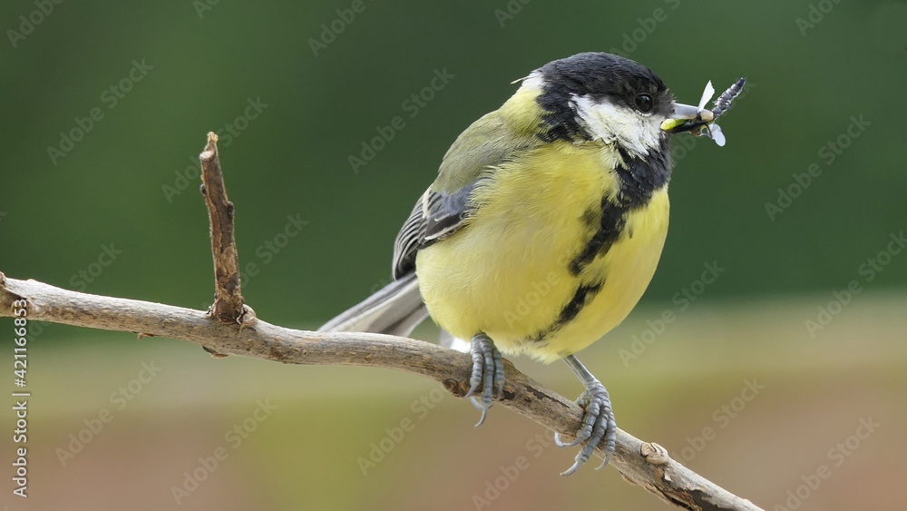 Great Tit sitting in a hedge with flys in beak Great Tit sitting in a hedge with flys in beak