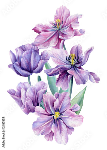 Bouquet of flowers on an isolated white background. Watercolor illustrations. Purple tulips