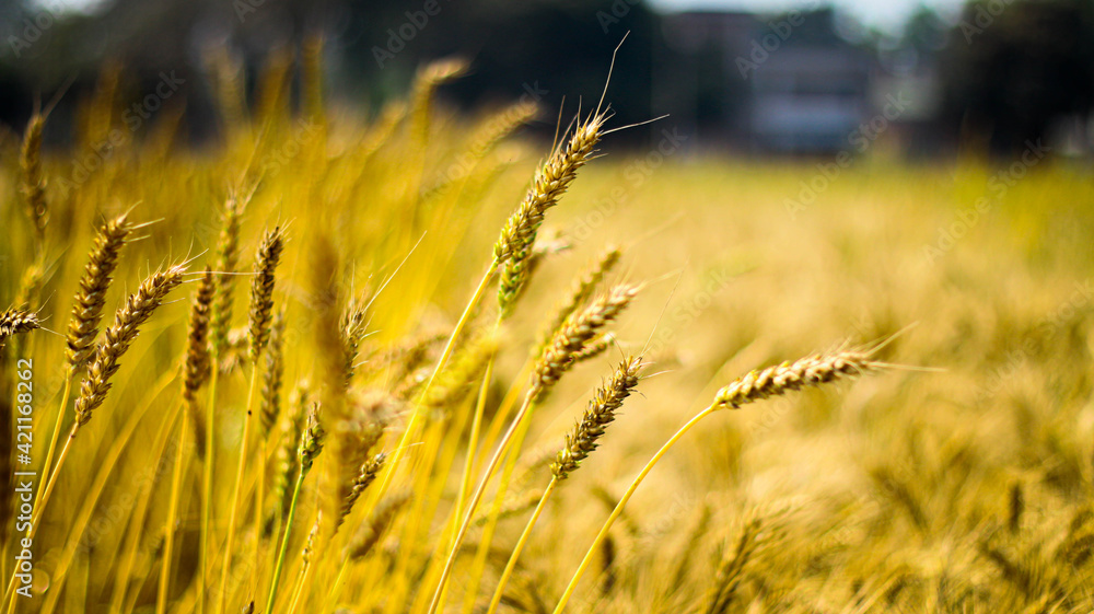 Fototapeta premium golden wheat field