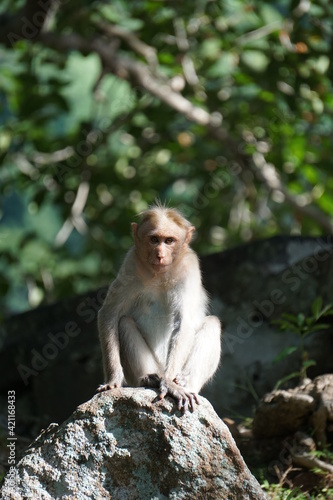 japanese macaque sitting on a tree © nijith