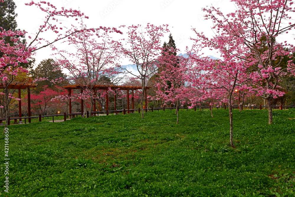 Obraz premium Beautiful Cherry Blossom in Alishan National Forest Recreation Area, situated in Alishan Township, Chiayi , TAIWAN.