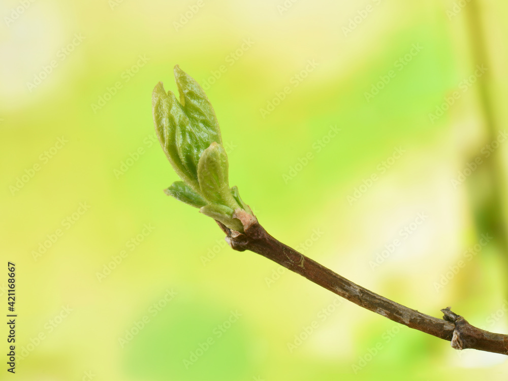 Green young leaf on branch big enlargement on blurred green background Green young leaf on branch big enlargement on blurred green background