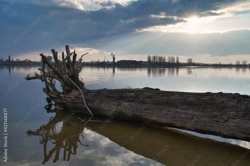 A tree trunk thrown by the water on the bank of the Vistula River in Płock