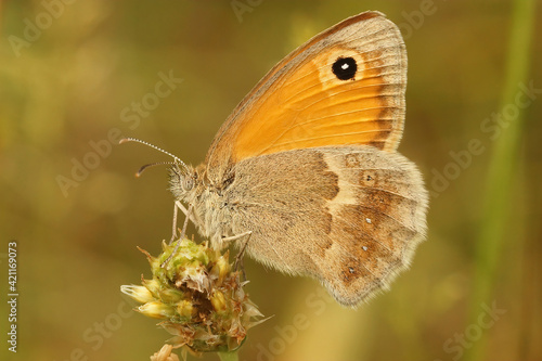 Closeup of the Heath, Coenonympha pamphilus sitting with closed wings , in the Gard, France