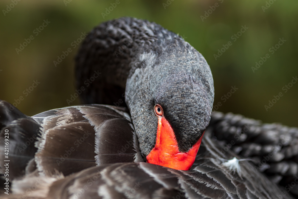 Fototapeta premium swan hiding beak in feathers