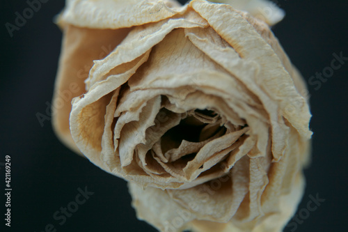 白薔薇