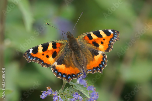 Closeup of a fresh small tortoiseshell butterfly, Aglais urticae , with open wings on blue flowers of bluebeard, Caryopteris incana © Henk