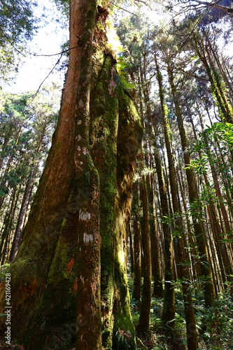 Alishan National Forest Recreation Area, situated in Alishan Township, Chiayi , TAIWAN photo