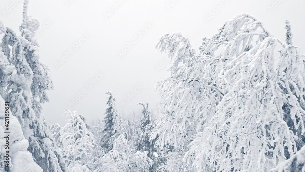 Branches of tree are covered with frost and move in wind in winter forest. Frozen fir trees stand in snow Branches of tree are covered with frost and move in wind in winter forest. Frozen fir trees stand in snow
