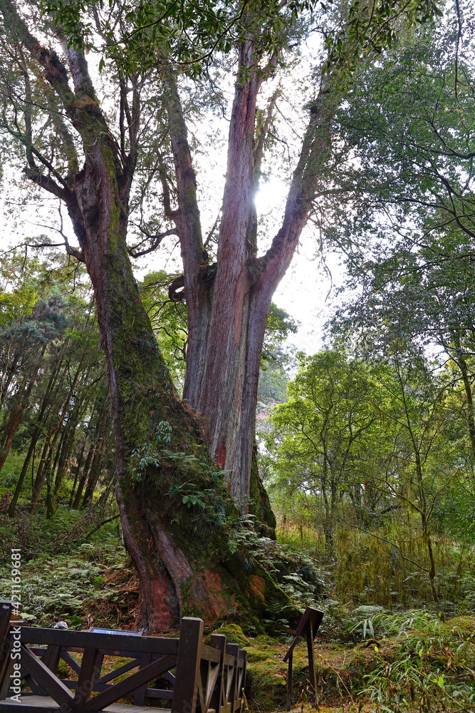 Alishan National Forest Recreation Area, situated in Alishan Township, Chiayi , TAIWAN Alishan National Forest Recreation Area, situated in Alishan Township, Chiayi , TAIWAN