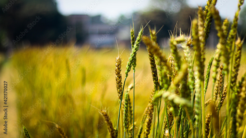 Fototapeta premium field of wheat