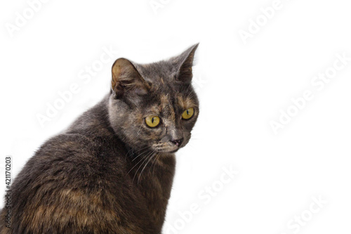 The cat is gray on a white background. Advertising background.