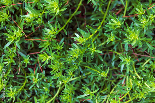 ground cover with green leaves
