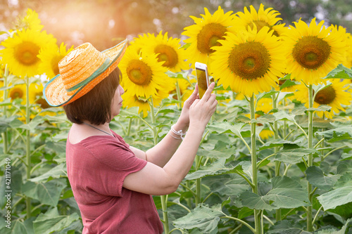 modern farmers using smart technology gadget for agriculture in sunflower fields