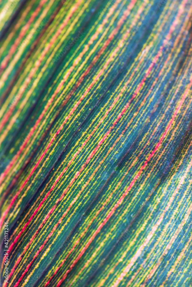 beautiful croton leaf texture, red, green, yellow veins beautiful croton leaf texture, red, green, yellow veins