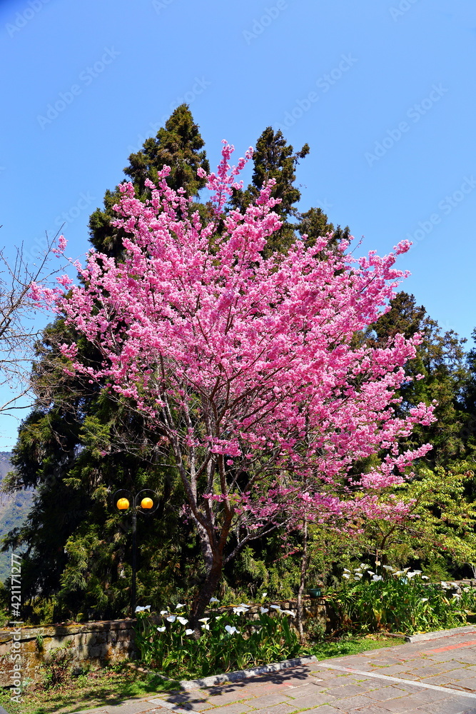 Beautiful Cherry Blossom in Alishan National Forest Recreation Area, situated in Alishan Township, Chiayi , TAIWAN.