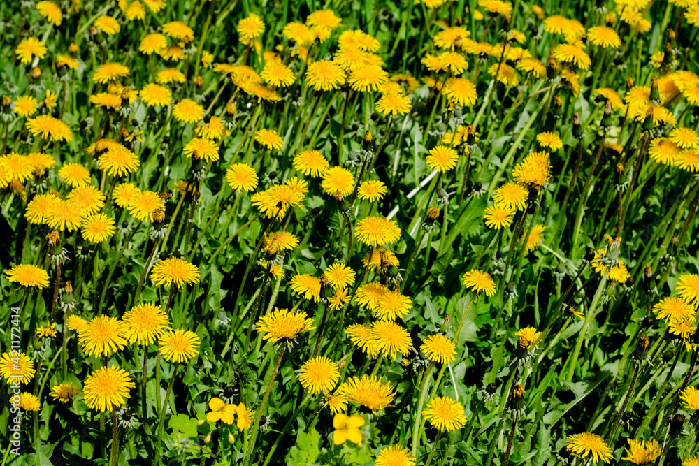 beautiful dandelions in a summer park. floristic background. summer bloom of nature.
