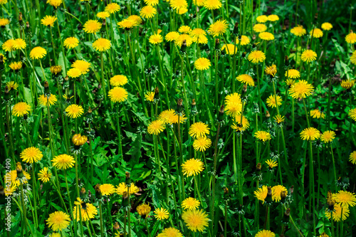 Field with dandelions. Closeup of yellow spring flowers. summer flowers
