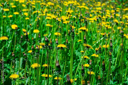 yellow flowers in a green meadow. natural background. the nature of the far east.