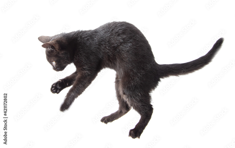 Obraz premium Black cat stands on two legs