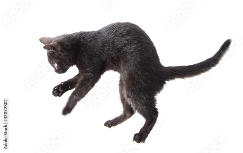 Black cat stands on two legs