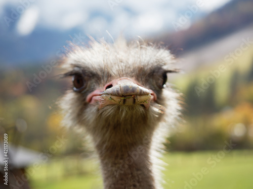 Close-up photo of common ostrich' beak looking in to the lens. The common ostrich (Struthio camelus) or simply ostrich, is a species of large flightless bird native to certain large areas of Africa. © Nejc