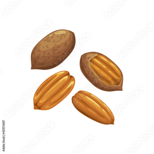 Pecan nut or Carya illinoinensis isolated peeled and unpeeled food snack in hard shell. Vector organic healthy food, edible brown nut, healthy eating, snack high on proteins, cartoon superfood