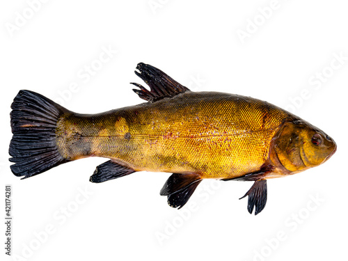 Freshwater fish tench on a white background. Fish tench. Freshwater fishing. Fishing catch. Underwater animals of lakes and rivers. Cooking food. Fins and scales. Background image. photo