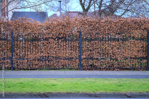 Photography Beautiful autumn view of hedge with brown autumn leaves on metal fence along cyc