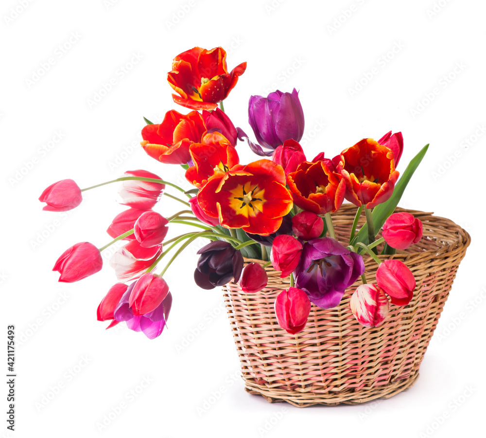 Obraz premium Spring color tulips in a bouquet with pink, red beautiful flowers isolated